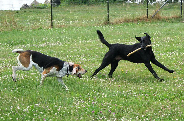 Why Use A Dog Daycare Service?