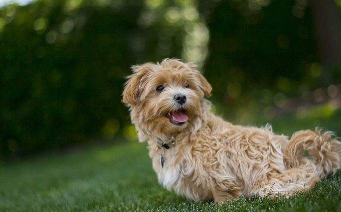 Havanese Dog Training Tips: The Complete Guide